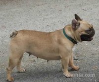Femelle bulldog francais pure race age 18 mois
