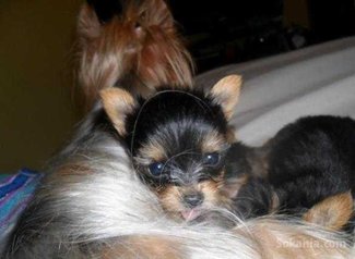 Chiots yorkshire toy pure race age 2 mois