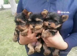 Chiots yorkshire toy pure race age 2 mois