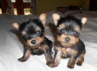 Chiots yorkshire toy pure race age 2 mois