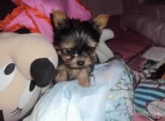 Chiots yorkshire toy pure race age 2 mois