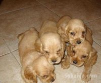 chiots cocker spaniel pure race age 2 mois