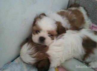 Chiots dog de bordeaux pure race age 2 mois