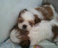 chiots dog de bordeaux pure race age 2 mois