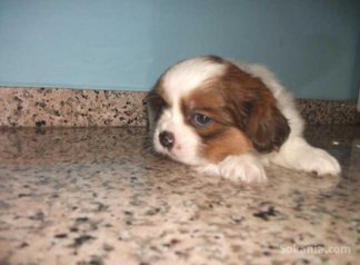 Chiots dog de bordeaux pure race age 2 mois