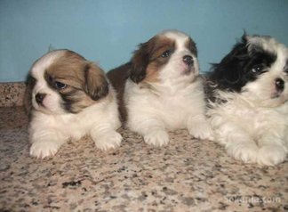 Chiots dog de bordeaux pure race age 2 mois