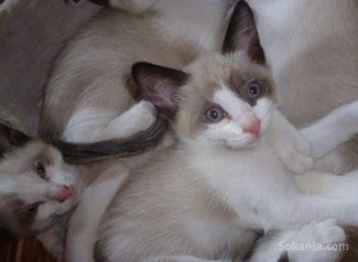 Chatons snowshoe pure race age 2 mois