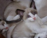 Chatons snowshoe pure race age 2 mois