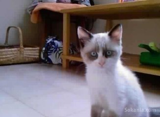 Chatons snowshoe pure race age 2 mois