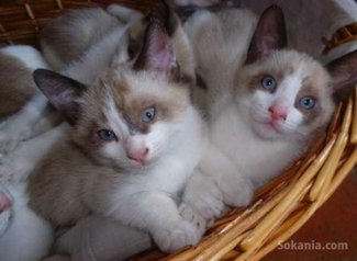 Chatons snowshoe pure race age 2 mois
