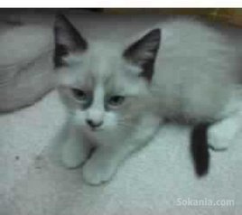 Chatons snowshoe pure race age 2 mois