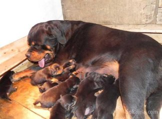 Chiots rottwiler pedigree
