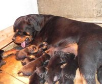 Chiots rottwiler pedigree