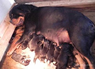 Chiots rottwiler pedigree