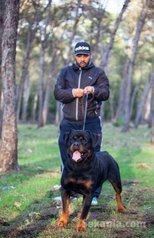 Chiots rottwiler pedigree