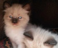 chaton siamois pure race age 3 mois