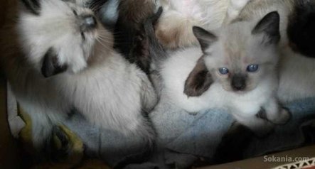 Chaton siamois pure race age 3 mois