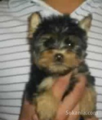 Chiots yorkshire toy pure race age 2 mois