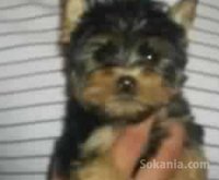 chiots yorkshire toy pure race age 2 mois