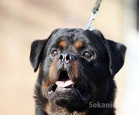 chiots rottwiler pedigree lignée de champions