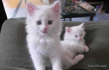 Chatons angora turc pure race