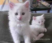 Chatons angora turc pure race