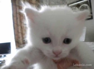 Chatons angora turc pure race