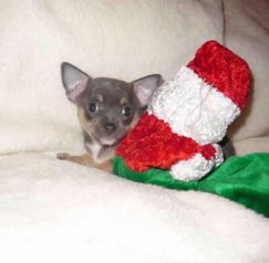 Chiot chihuahua miniature pure race age 2 mois