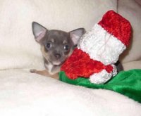 Chiot chihuahua miniature pure race age 2 mois