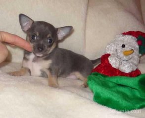 Chiot chihuahua miniature pure race age 2 mois