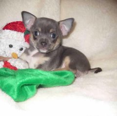 Chiot chihuahua miniature pure race age 2 mois