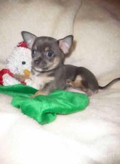 Chiot chihuahua miniature pure race age 2 mois