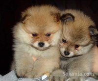 Chiots spitz miniatur pure race age 2 mois