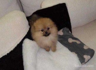 Chiots spitz miniatur pure race age 2 mois