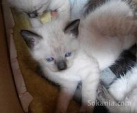 Chatons siamois pure race age 2 mois