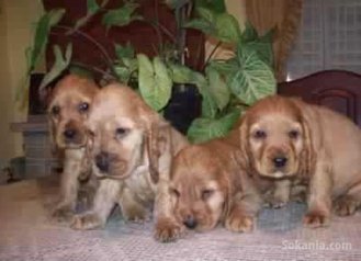 Chiots cocker spaniel pure race age 2 mois