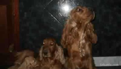 Chiots cocker spaniel pure race age 2 mois