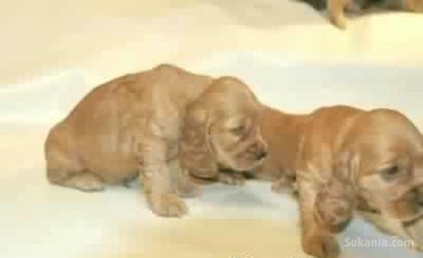Chiots cocker spaniel pure race age 2 mois