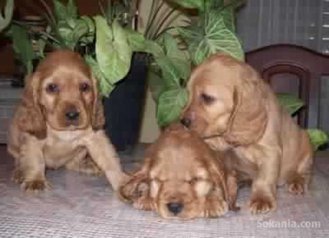 Chiots cocker spaniel pure race age 2 mois
