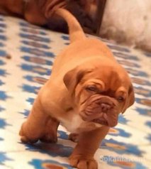 Chiots dog de bordeaux pure race age 2 mois