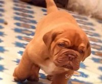 chiots dog de bordeaux pure race age 2 mois