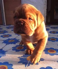 Chiots dog de bordeaux pure race age 2 mois