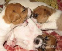 chiots jack ruselle pure race age 2 mois