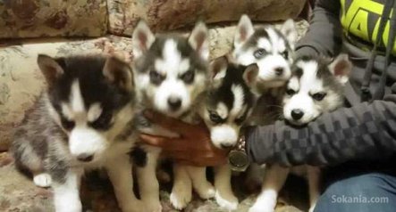 Chiots husky pure race age 1 mois et 15 jours