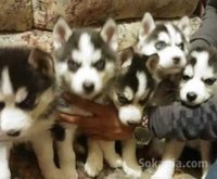 chiots husky pure race age 1 mois et 15 jours
