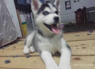Chiots husky pure race age 1 mois et 15 jours