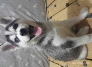 Chiots husky pure race age 1 mois et 15 jours