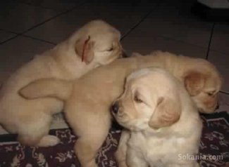 Chiots golden retriever pure race age 2 mois