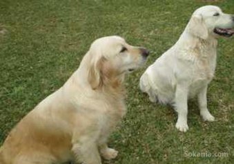 Chiots golden retriever pure race age 2 mois