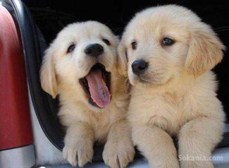 Chiots golden retriever pure race age 2 mois